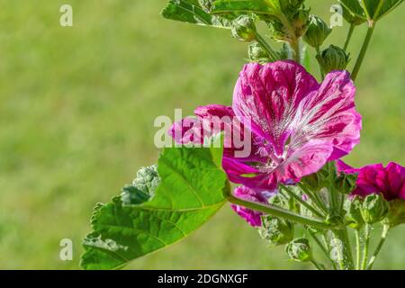 Malva sylvestris mauretania Kräuterpflanze Blume Nahaufnahme Stockfoto