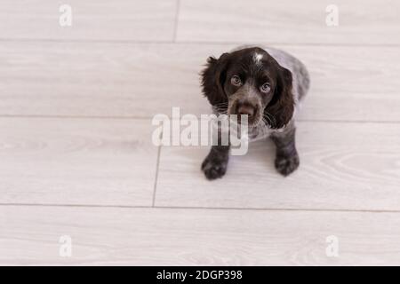 Russian Spaniel Welpe isoliert auf weißem Holzboden. Stockfoto