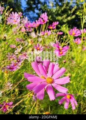 Rosa Cosmos Blumen wachsen im Garten. Spätsommer. Stockfoto