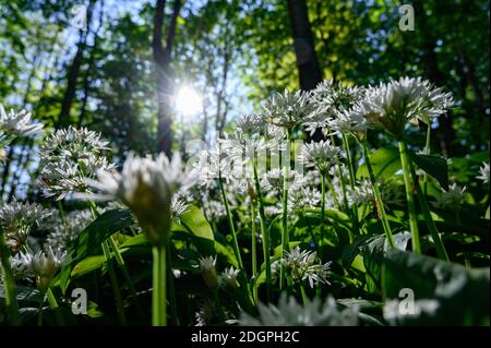 Bärlauch in Worsley Station Parkland Stockfoto