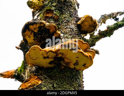 Gelbe und orange Austernpilze wachsen auf einem alten toten Baum. Stockfoto