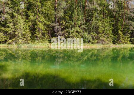 Erstaunlich kristallklares und smaragdgrünes Wasser im Waldsee. Kiefernwald. Sonniger Sommertag. Stockfoto