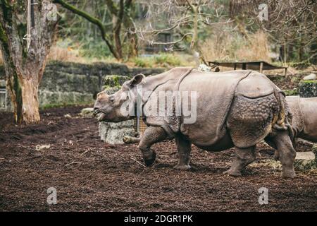 Mutter Und Baby Rhino. Indische Nashörner mit Kalb. Nashörner unicornis. Weibliches Nashorn mit seinem neugeborenen Baby Stockfoto
