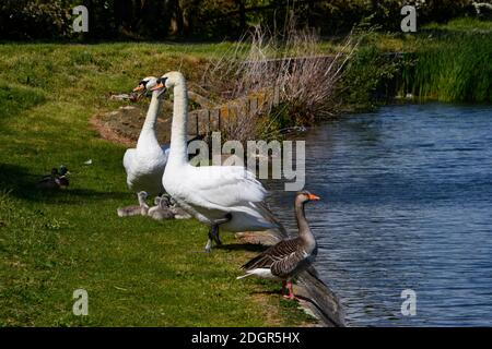 Frühling an den Stauseen von Tring. Die Vögel haben Babys. Graugans und zwei Schwäne mit Gänsen. Buckinghamshire / Hertfordshire Grenze. Stockfoto