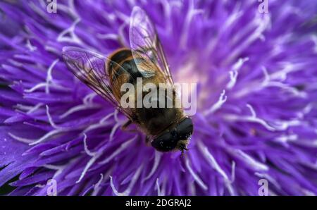 Eine hübsche violette Dahlia Blume mit einer Biene, die darauf kriecht IT Stockfoto