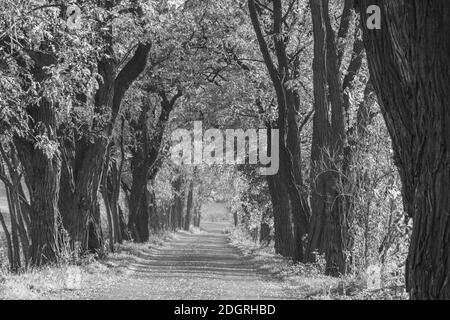 Schwarz-weiße Ansicht einer unbefestigten Straße zwischen den Bäume im Herbst Stockfoto