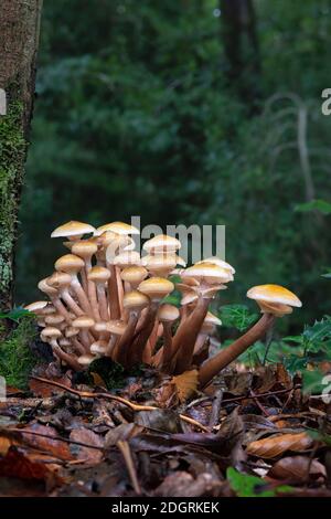 Honigpilz-Zehenstool-Gruppe Stockfoto