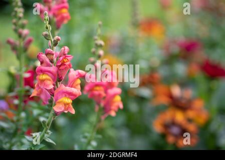 Purple antirrhinum oder Drachenblumen oder Schnappdrachen in einem grünen Blumengarten Stockfoto