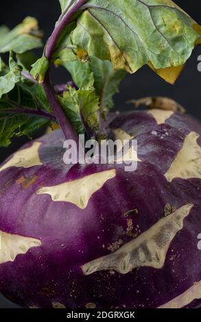 Ein lila Kohlrabi auf schwarzem Hintergrund Stillleben Dunkel Food-Fotografie Stockfoto