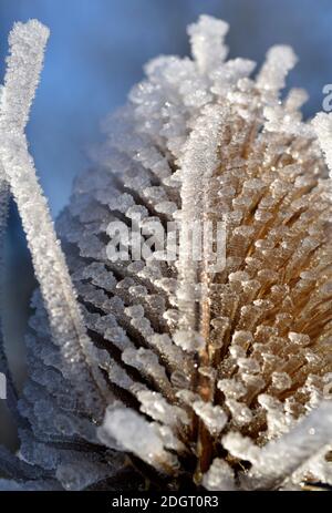 Frostige Teaselkerne Stockfoto