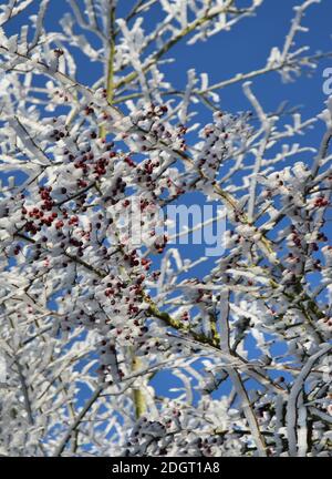 Rime auf Weißdornbeeren Stockfoto