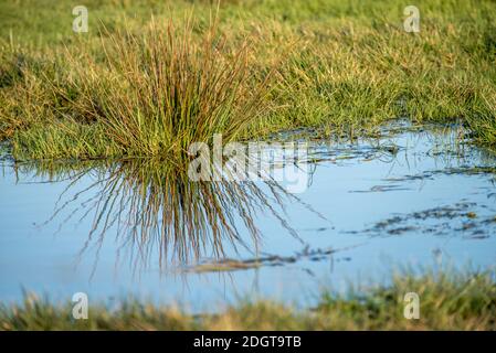 Grashalme Stockfoto