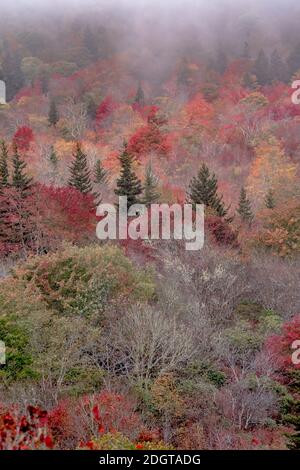 Herbst in den Appalachischen Bergen entlang des Blue Ridge Parkwa Stockfoto