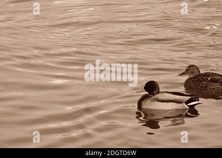 Enten fotografiert Mono-Farbe Stockfoto