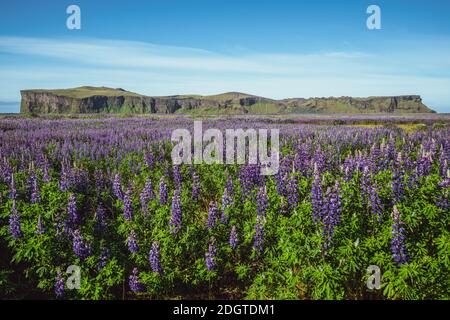 Lupine blumen Feld in Vik Island. Große Landschaft der alaskischen Lupin. Stockfoto