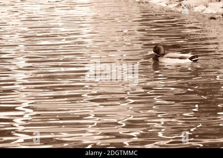 Enten fotografiert Mono-Farbe Stockfoto