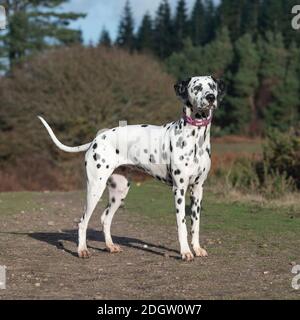 Dalmatiner Hund Stockfoto