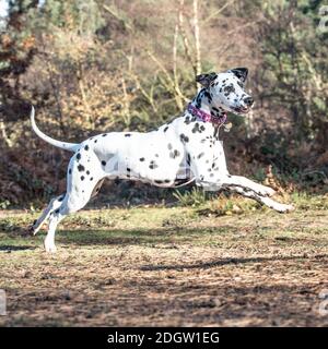 Dalmatiner Hund Stockfoto