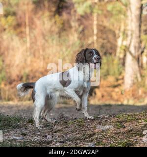 English Springer Spaniel Stockfoto