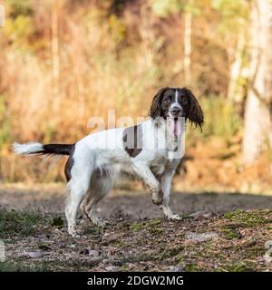 English Springer Spaniel Stockfoto