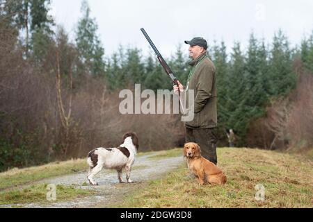 Mann mit Schrotflinte auf Fasan schießen Stockfoto