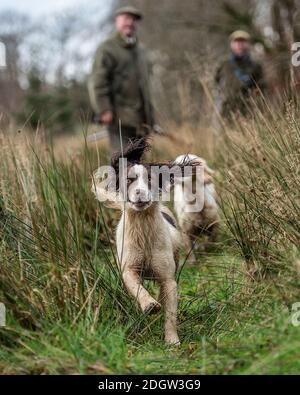 englisch springer Spaniel auf einem rauen Shoot Stockfoto