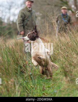 springer Spaniel auf einem groben Fasan schießen Stockfoto