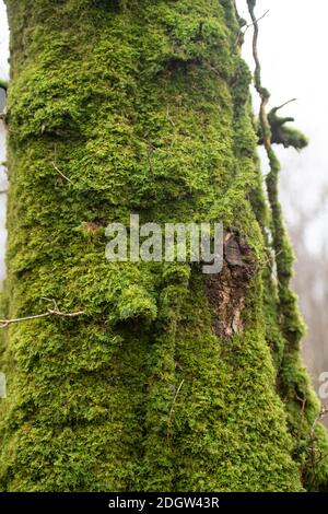 Moos auf einem Buchenstamm Stockfoto