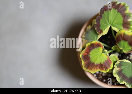 Ausgewählte fokussierte Ansicht von Pelargonium zonale Stockfoto