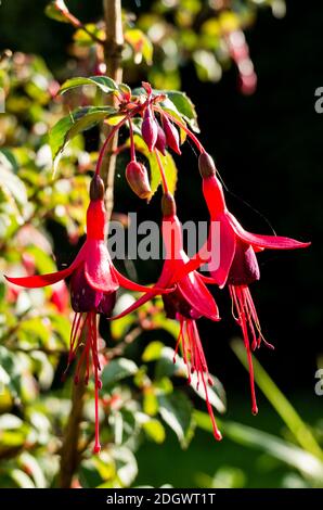 Anhänger lila und cerise Blumen von Fuchsia Mrs Popple still Blüht im Oktober, bevor die Fröste in Englisch ankommen Garten Stockfoto