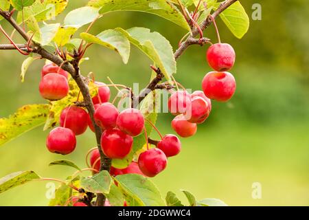 Trauben von reifen roten Früchten auf einem jungen Baum Malus X Robusta Red Sentinel, die den ganzen Winter hängen würde, wenn Sie waren für größere Vögel nicht attraktiv Stockfoto