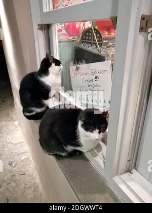 Zwei schwarz-weiße Katzen am Fenster eines Süßwarenladens zu Weihnachten, Monemvasia, Griechenland Stockfoto