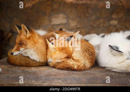 Süße flauschige Füchse in einem Käfig im Zoo. Stockfoto