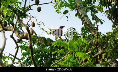 Ein großer Coucal, der auf dem Ast eines ambarella (Spondias dulcis) Baumes thront, mit Früchten, die an den Zweigen hängen. Stockfoto