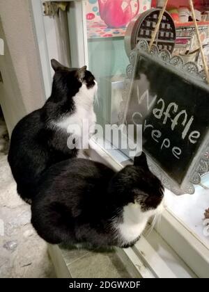 Zwei schwarz-weiße Katzen am Fenster eines Süßwarenladens zu Weihnachten, Monemvasia, Griechenland Stockfoto