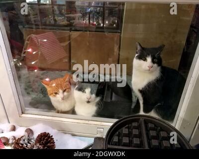 Drei Katzen am Fenster eines Süßwarenladens an Weihnachten, Monemvasia, Griechenland Stockfoto