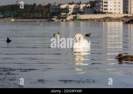 Weiße Schwäne schwimmen im Meer. Die schönen Vögel sind für den Winter in Sewastopol angekommen. Anmutige Vögel sind monogam. Überwinterung der Zugenten, mallar Stockfoto
