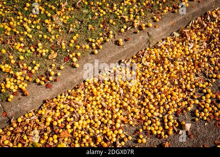 Gefallene Früchte von einem ornamentalen Krabbenapfelbaum, Teil der städtischen Pflanzung, geglaubt, um Golden Hornet zu sein. Diese verlassene Frucht war einst sehr begehrt Stockfoto