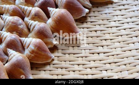 Die Schale der Hundeschnecke, eine Art von essbaren Meerschnecke, ordentlich in einem schönen Muster angeordnet, auf einem Rattan-Tablett Stockfoto