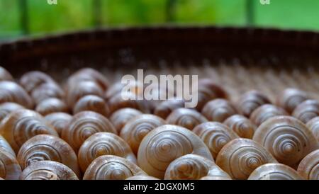 Die Schale der Hundeschnecke, eine Art von essbaren Meerschnecke, ordentlich in einem schönen Muster angeordnet, auf einem Rattan-Tablett Stockfoto