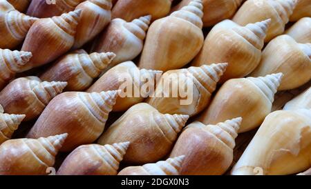 Die Schale der Hundekonche, eine Art von essbaren Meeresschnecke, ordentlich in einem schönen Muster angeordnet. Stockfoto