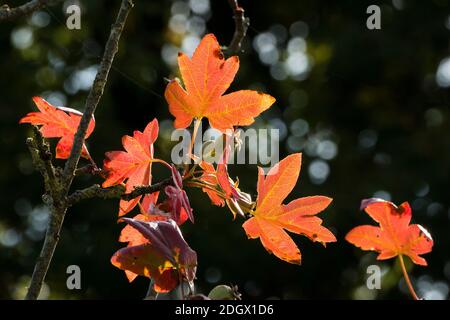 Rötlich gelb-Ahornförmige Blätter von ornamentalen Krabbenapfelbaum - Malus trilobata Guardsman - zeigt ihre Farbe und Formen in Herbst in einem englischen Garten Stockfoto