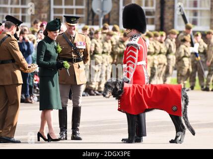 Die Herzogin von Cambridge trifft das Maskottchen der irischen Wachen, einen irischen Wolfhound namens Domhnall, während eines Besuchs des 1. Bataillons der irischen Wachen bei ihrer St. Patrick's Day Parade, Kavallerie Barracks, Hounslow. Bildnachweis sollte lauten: Doug Peters/EMPICS Stockfoto