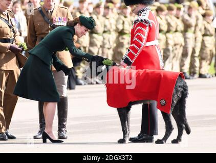 Die Herzogin von Cambridge trifft das Maskottchen der irischen Wachen, einen irischen Wolfhound namens Domhnall, während eines Besuchs des 1. Bataillons der irischen Wachen bei ihrer St. Patrick's Day Parade, Kavallerie Barracks, Hounslow. Bildnachweis sollte lauten: Doug Peters/EMPICS Stockfoto