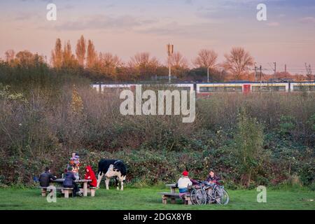 Ein Zug auf der Lea Valley Lines Anglia Route mit Feldern im Lea Valley Park, eine Kuh und Einheimische mit Picknicks, Autumn, Clapton, Walthamstow, London Stockfoto