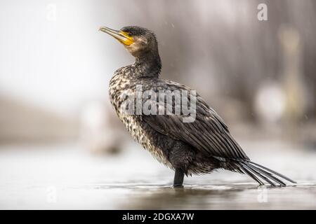 Großer Kormoran (Phalacrocorax carbo) steht im Regen auf dem See Csaj, Kiskunsagi Nationalpark, Pusztaszer, Ungarn. Februar. Dieser große schwarze Vogel ist Stockfoto