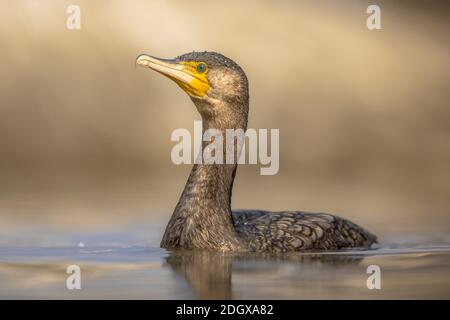 Great Cormorant (Phalacrocorax carbo) Schwimmen im Wasser des Csaj-Sees, Kiskunsagi Nationalpark, Pusztaszer, Ungarn. Februar. Dieser große schwarze Vogel i. Stockfoto