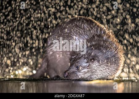 Europäische Otter (Lutra Lutra) nachts im Flachwasser im Kiskunsagi-Nationalpark, Pusztaszer, Ungarn. Februar. Der Eurasische Fischotter hat einen Diätpfleger Stockfoto