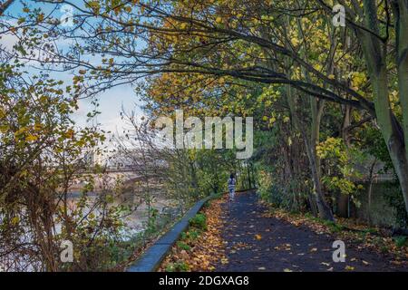 Großbritannien, England, London, Richmond, EIN Jogger, der im Herbst den Themse-Pfad entlang läuft Stockfoto