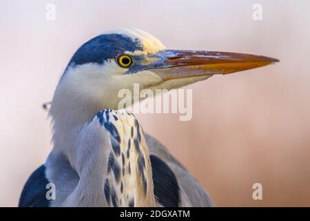 Porträt der Graureiher (Ardea cinerea) Jagd am Csaj-See, Kiskunsagi-Nationalpark, Pusztaszer, Ungarn. Februar. Sie ernährt sich meist von Wasserkrea Stockfoto